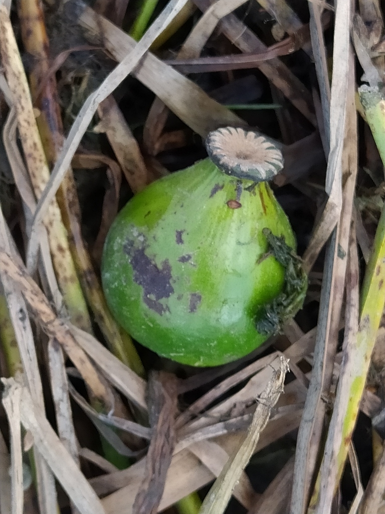 Green capsule forming in fall