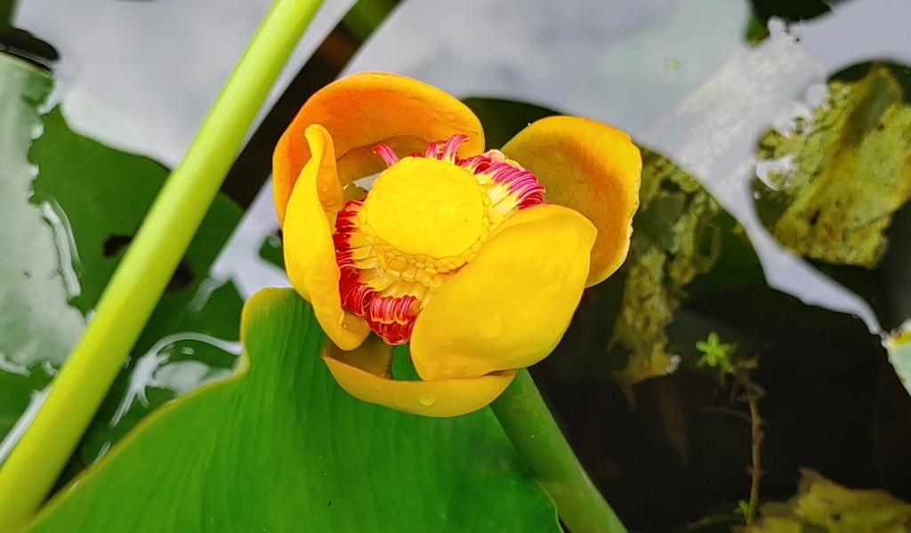 Close up of the yellow flower