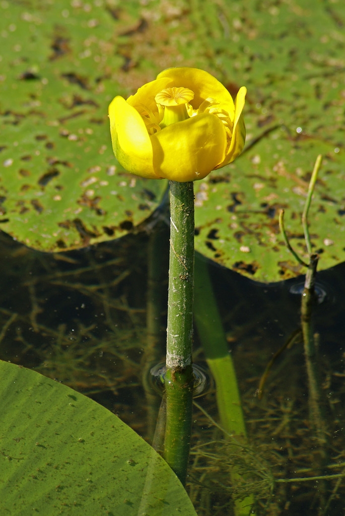 Yellow flower abover the water