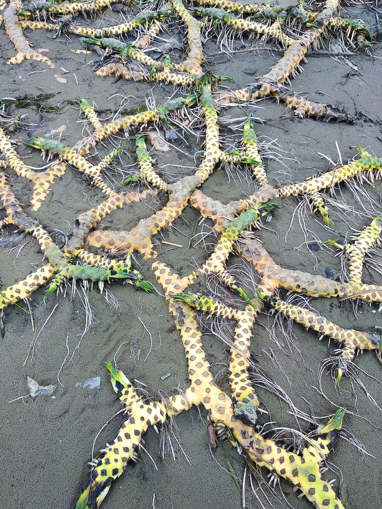 Thick spongy branching rhizomes