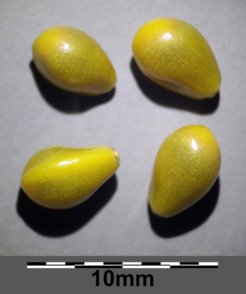 Small pale seeds with scale in mms