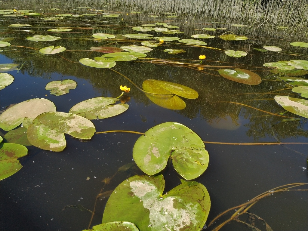 Growing in water