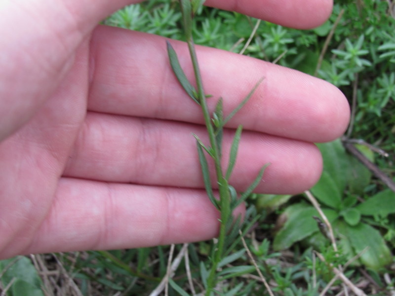 Leaves and stems