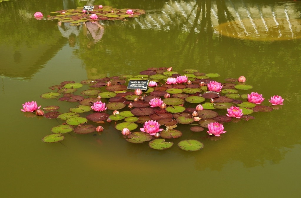'James Brydon' form in a pond with pink flowers and green leaves
