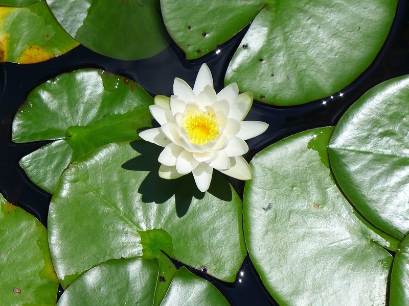 N. odorata white flower and green leaves