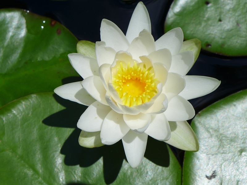 N. odorata white flower close up