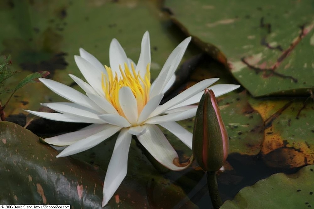 Flower of N. 'Arc-en-ciel'