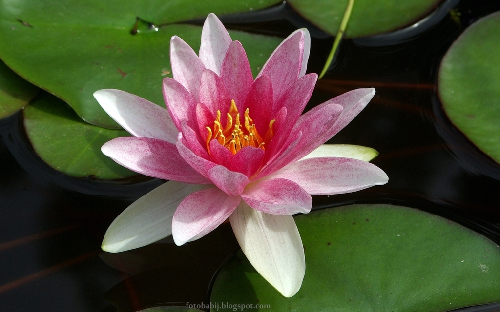 Pink flower of 'Attraction