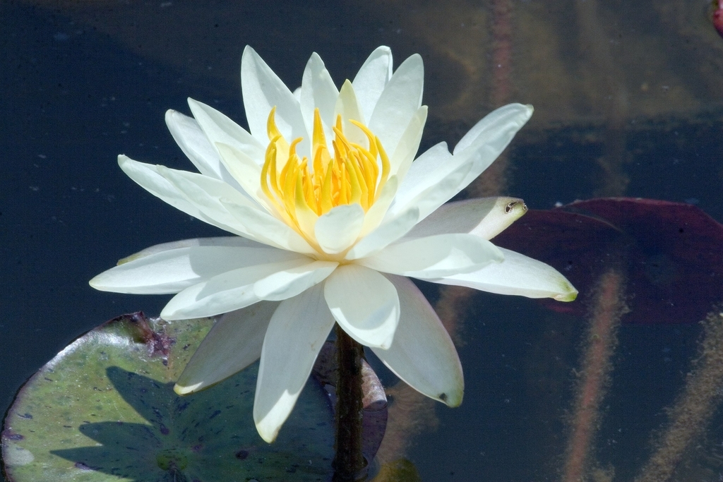 'Charlene Strawn' flower close up