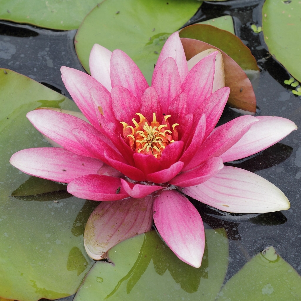 Close up of pink-red flower of 'Charles de 'Meurville'