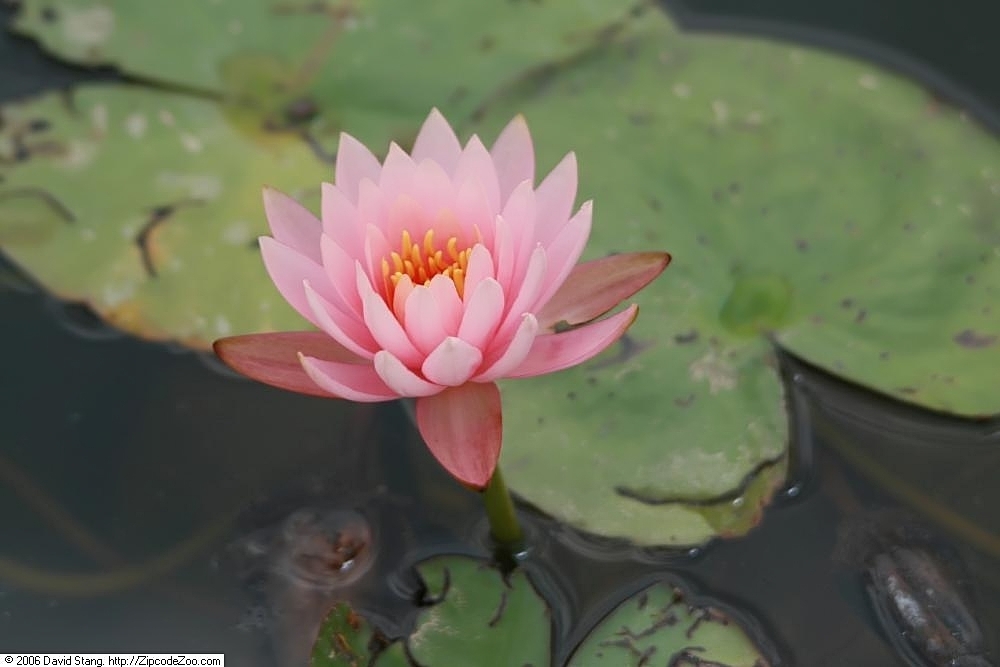 Pink flower of 'Colorado'