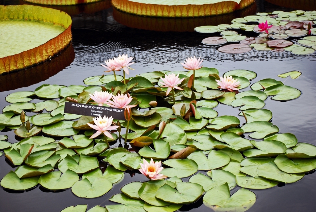 'Colorado' form in a pond with leaves and flowers
