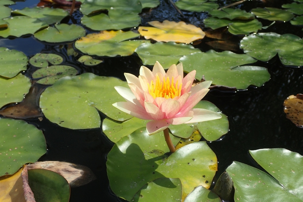 'Comanche' Flower maturing to yellow and green leaves