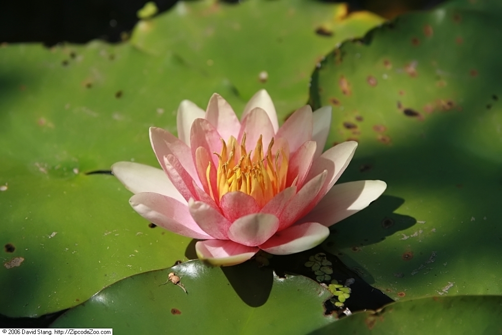 'Comanche' flower peachy color