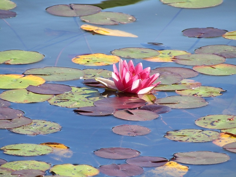 'Conqueror'  red and white flower in pond with leaves