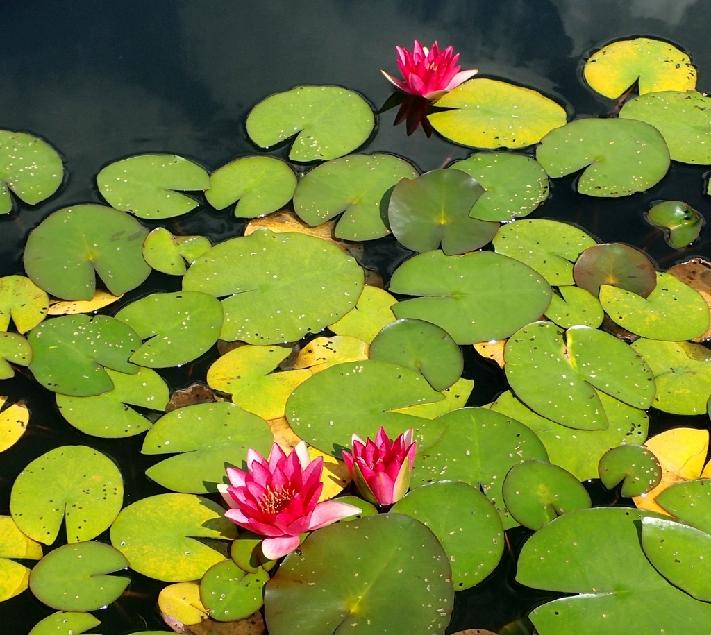 'Ellisiana' red flowers and leaves floating in a pond