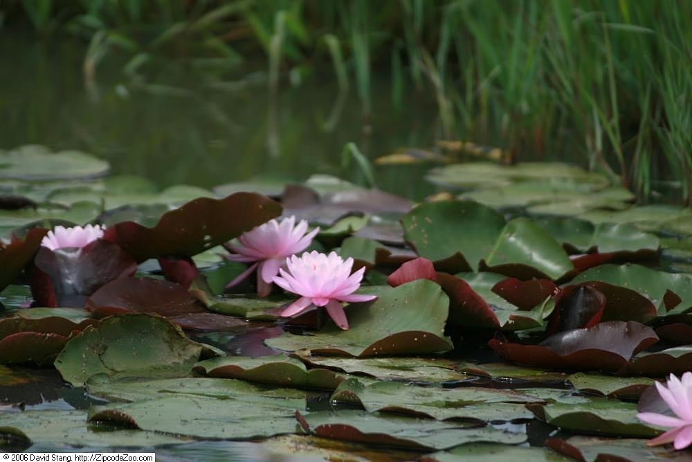 'Firecrest' formin a pond with leaves and flowers