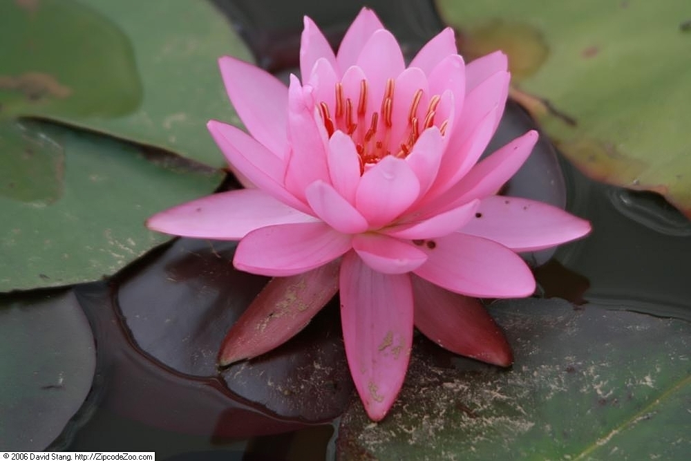 'Firecrest' pink flower close up