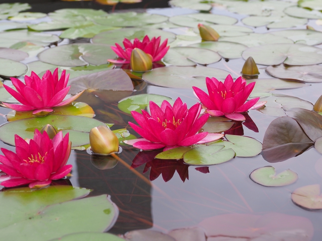 'Froebeli' form in the water with red flowers and round leaves