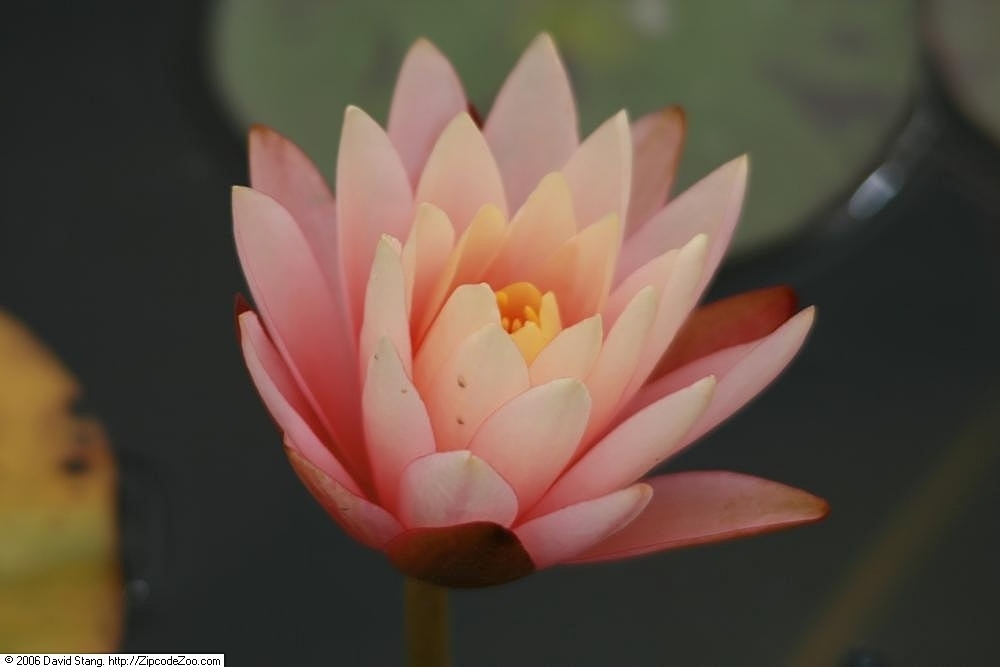 'Georgia Peach' Peach flower close up