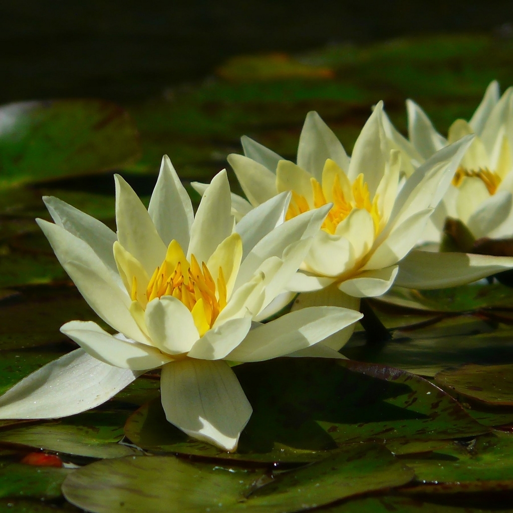 'Helvola' light yellow flower with darker yellow stamens