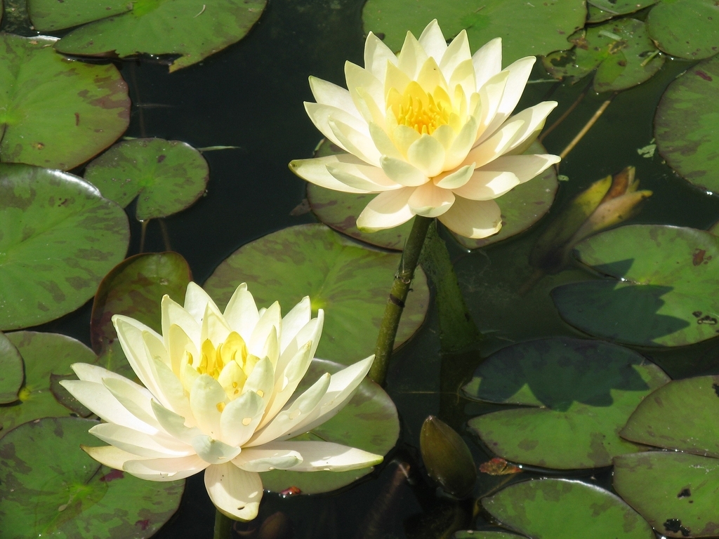 'Innerlight' light yellow flowersand mottled green leaves