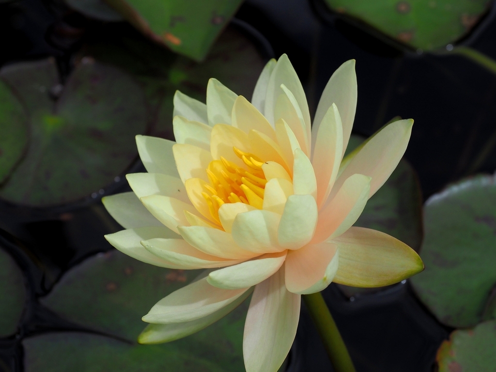 'Innerlight'  light yellow flower with darker stamens