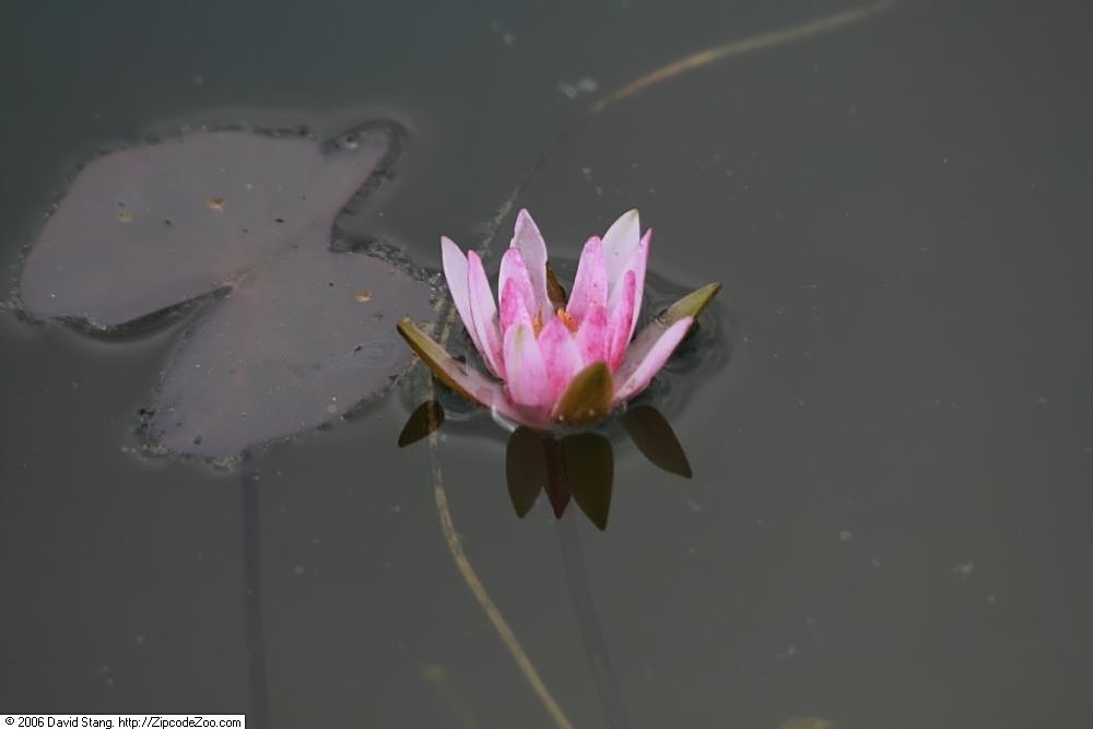 'Joanne Pring' Pink flower in the pond