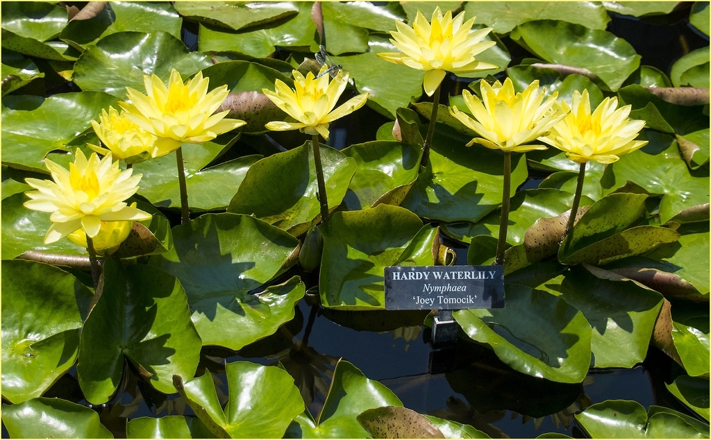 'Joey Tomocick' yellow flowers and green leaves