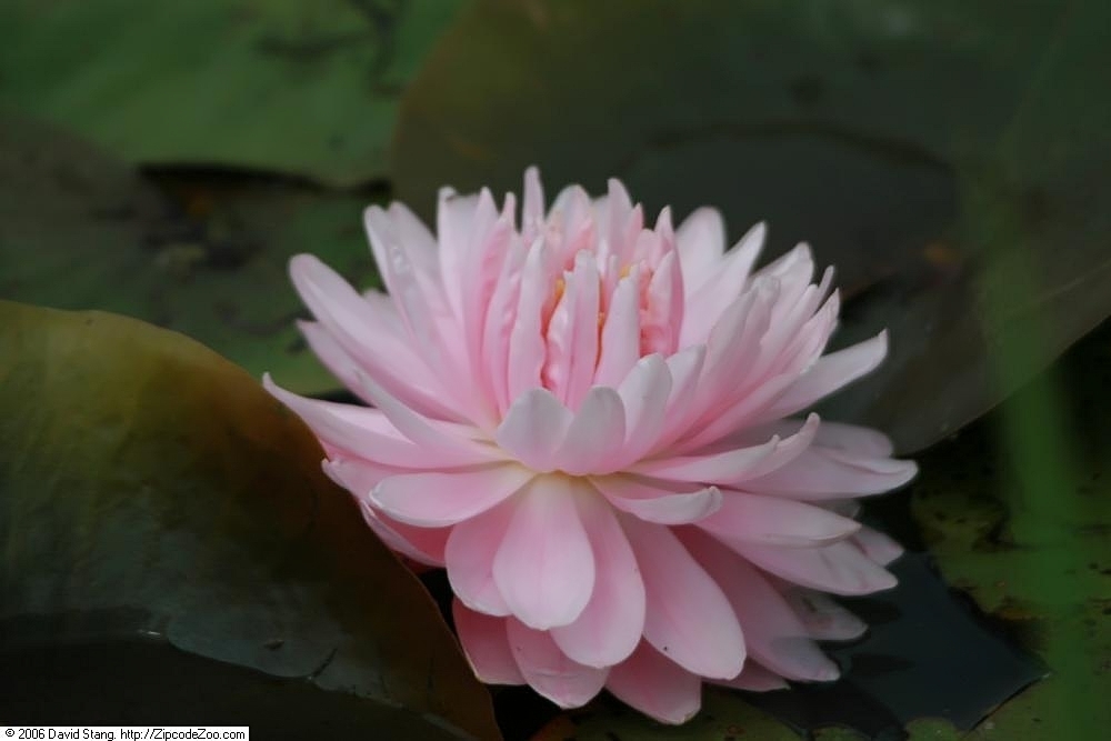 'Lily Pons'- double pink flower