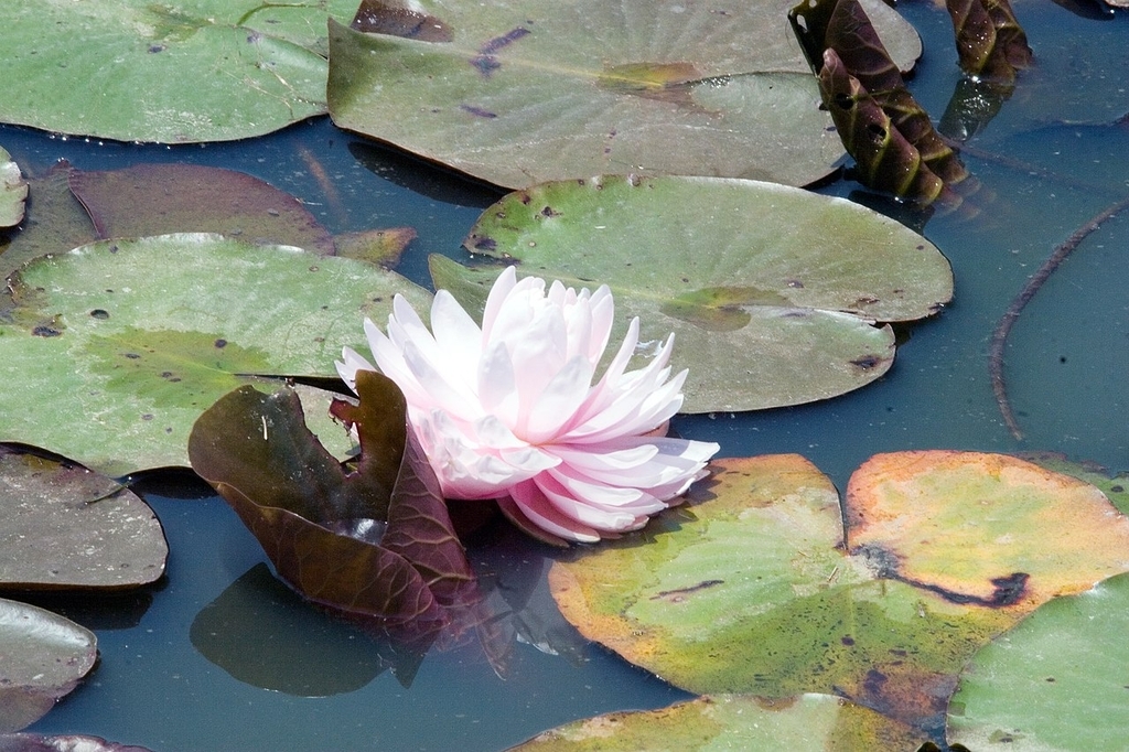 'Lily Pons'- pink flower and green leaves in a pond