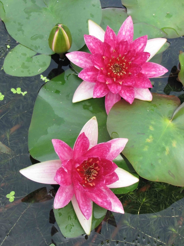 'Louise' - Two red flowers and green leaves