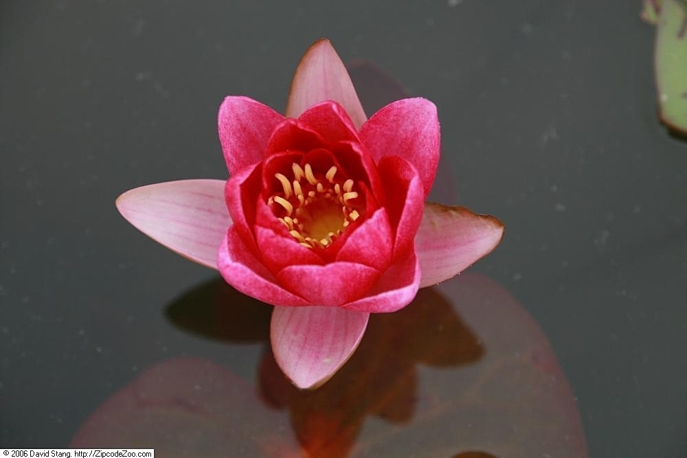 'Louise'- Red flower with lighter outer petals