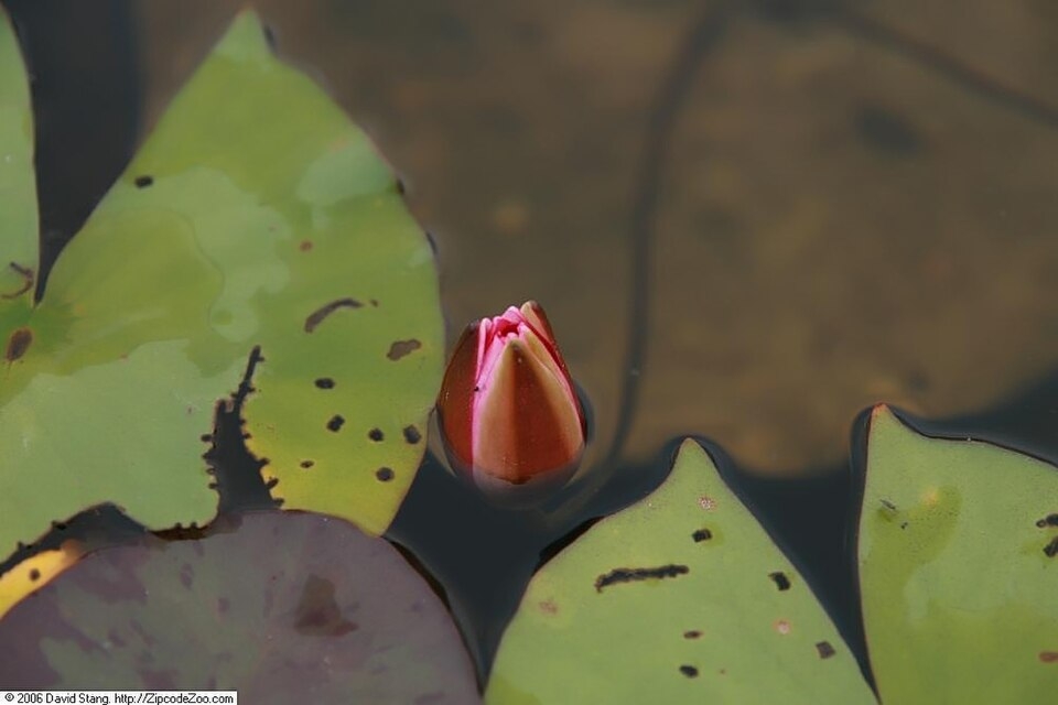 Pink flower bud & drop shaped green leaves on water in July