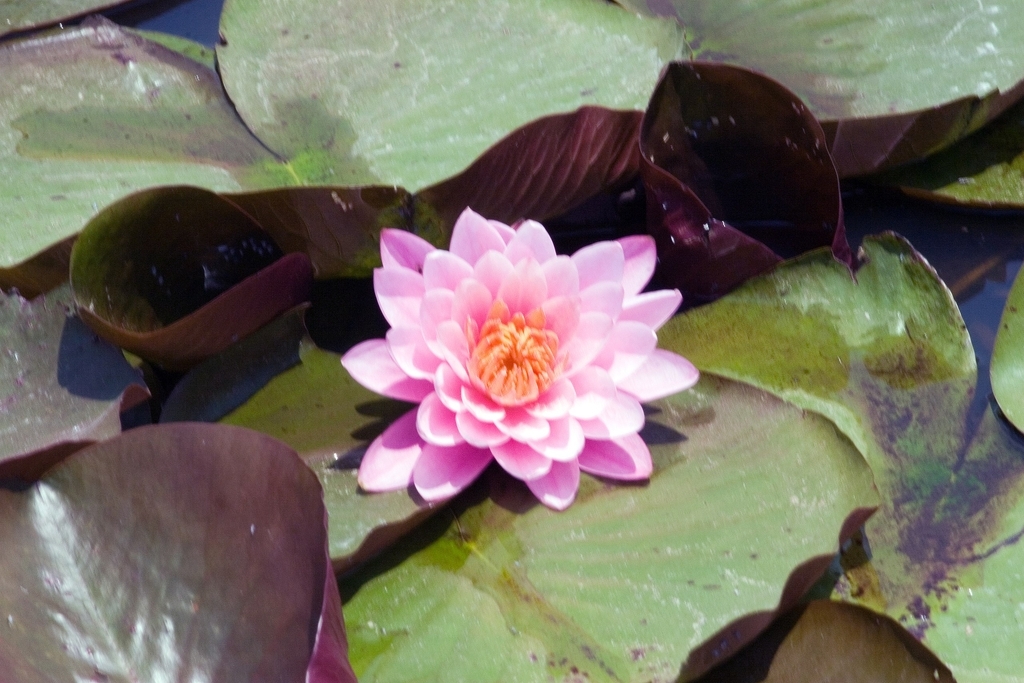 'Mayla'- pink flower and green leaves