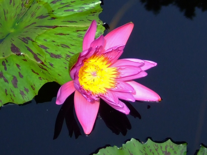 Pink petals yellow center flower & mottled green/brown leaf