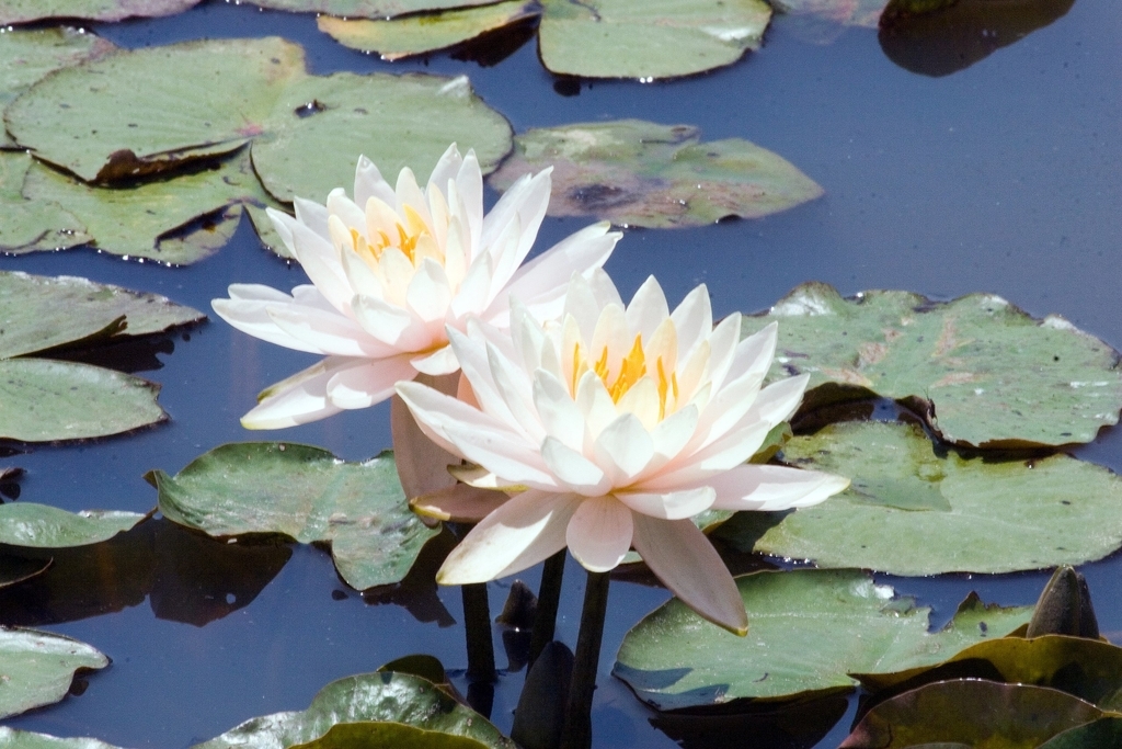 'Peachglow'- Light peach flowers and leaves in a pond