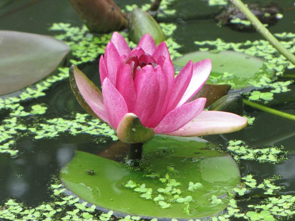 'Perry's Baby Red'- red flower and leaes in a pond