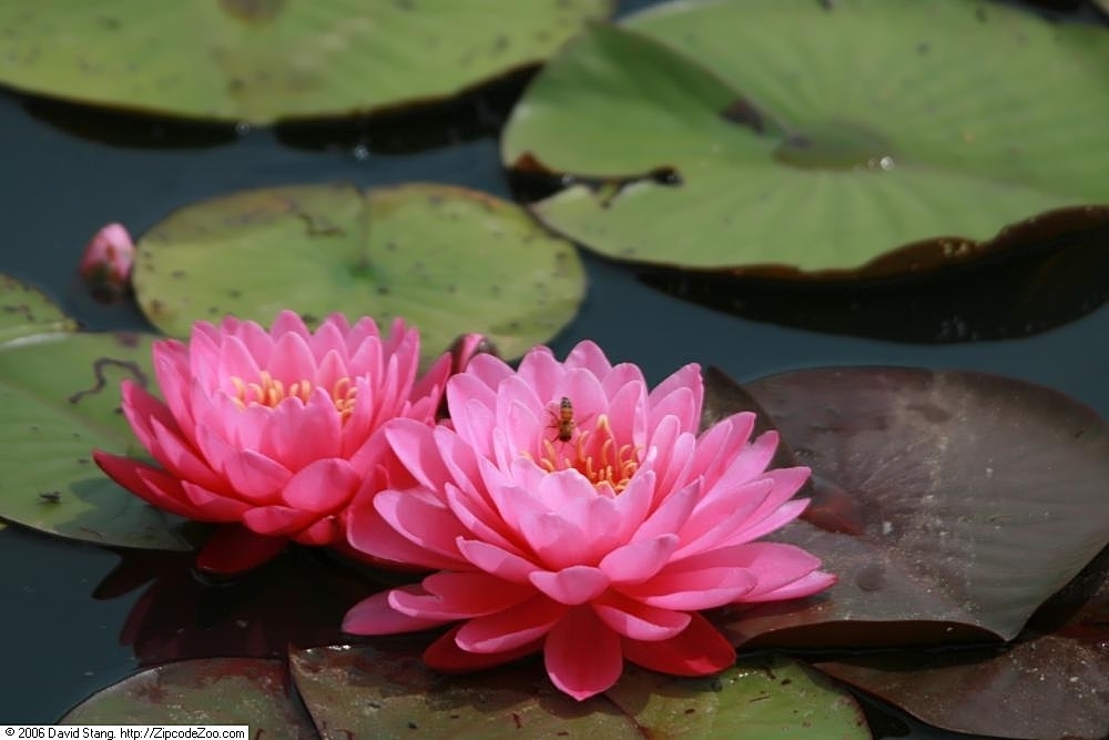 'Perry's Fire Opal'- Fushia pink blooms and green leaves