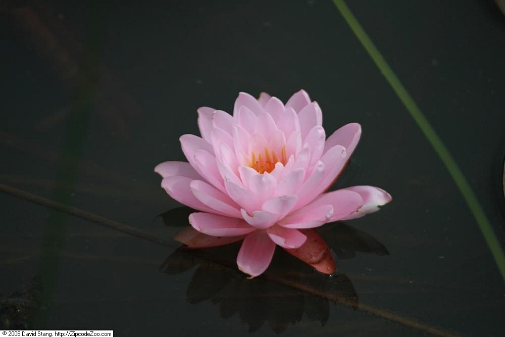 'Peter Slocum' Pink flower closeup