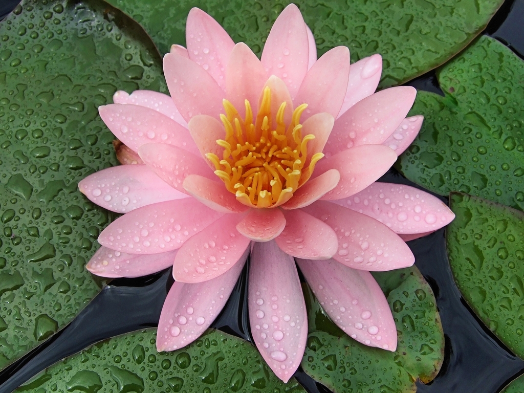 'Pink Opal' Pnk flower with yellos stamens closeup