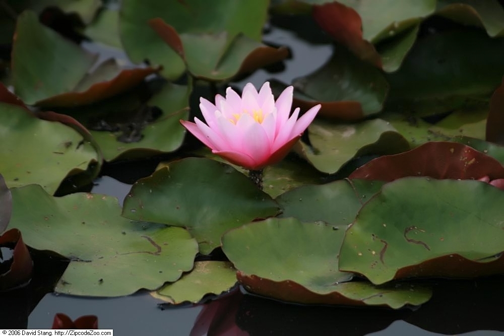 'Pink Sensation' Pink flower and green leaves