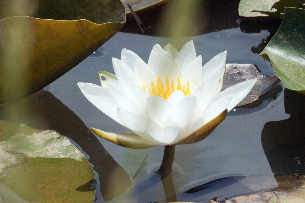 'Queen of Whites'- White flower with yellow stamens