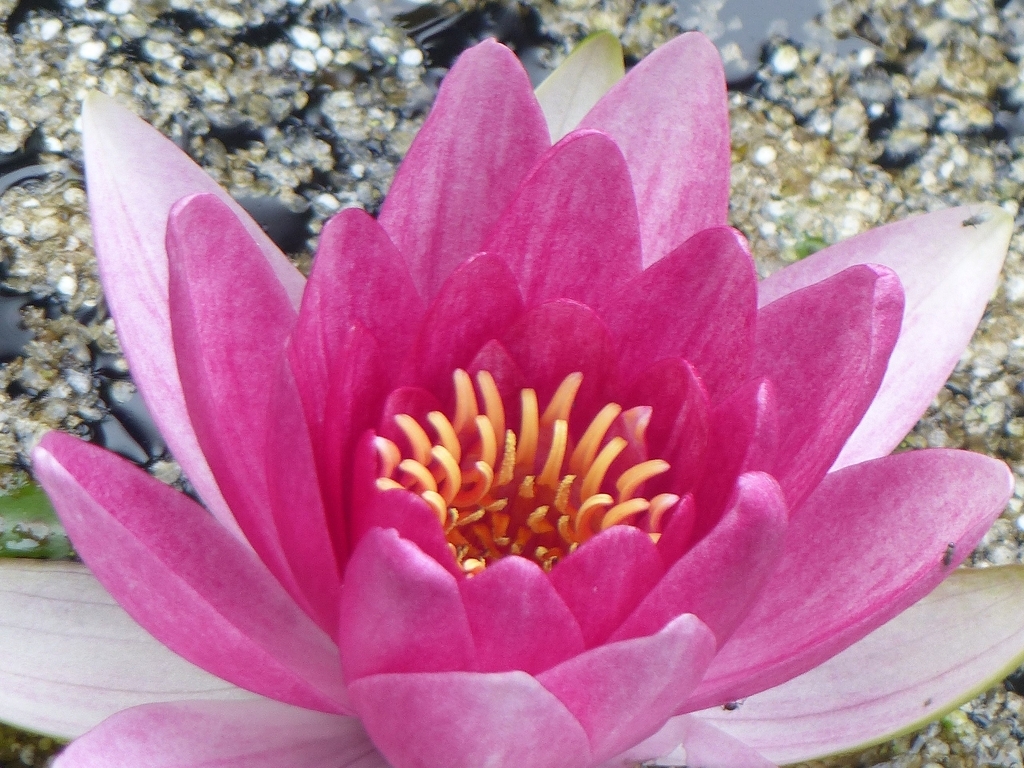 'Rose Arey' - Pink flower with yellow stamens closeup