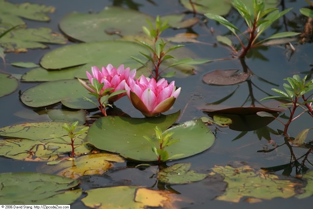 'Splendida' Form in pnd with pink flowers, green leaves