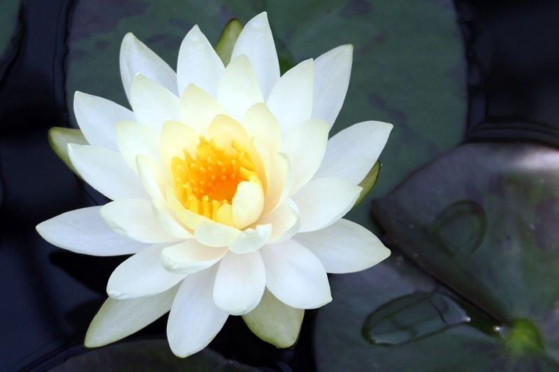 'Starbright'- Close up of white flower with yellow stamens