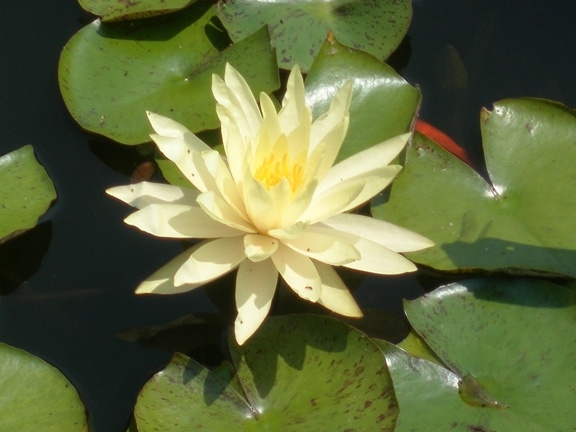 'Texas Dawn'  Closeup of light yellow flower with darker stamens