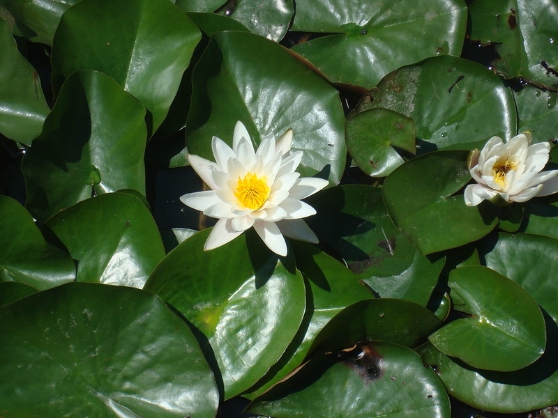 'Virginalis' White flowers and dark green leaves in a pond