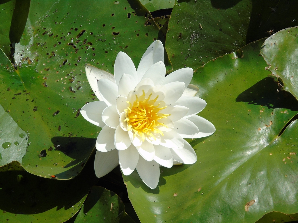 N. alba- white flower