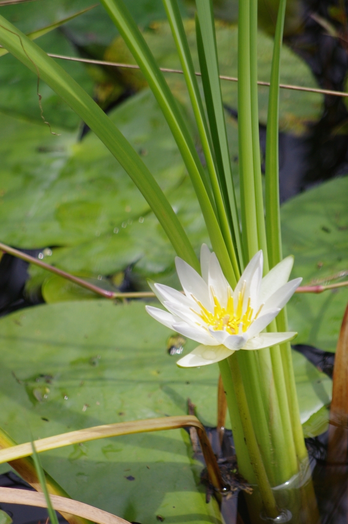 N. Elegans white flower